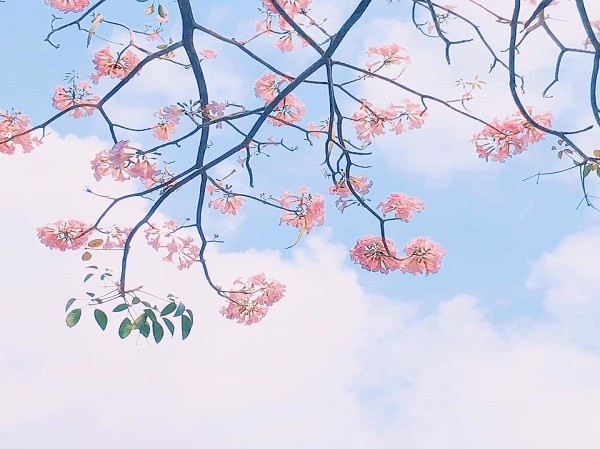 TP.HCM: Đẹp say lòng “hoa anh đào” Sài Gòn vào mùa nở rộ TP.HCM: Đẹp say lòng “hoa anh đào” Sài Gòn vào mùa nở rộ
