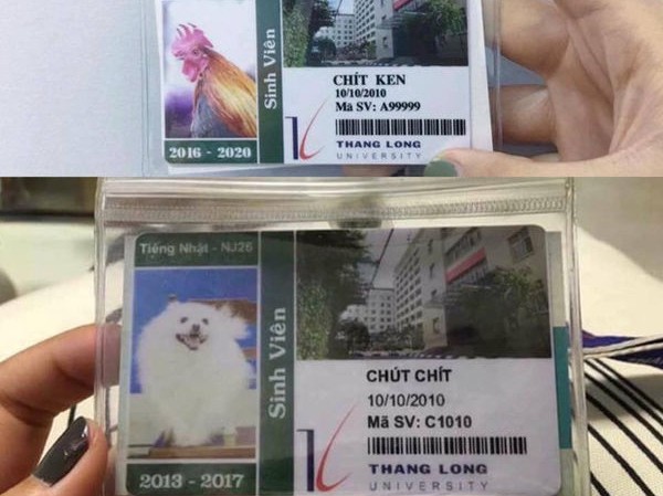 Trường Đại học cấp cả thẻ sinh viên cho… chó và gà, đầy đủ thông tin, mã số sinh viên Trường Đại học cấp cả thẻ sinh viên cho… chó và gà, đầy đủ thông tin, mã số sinh viên