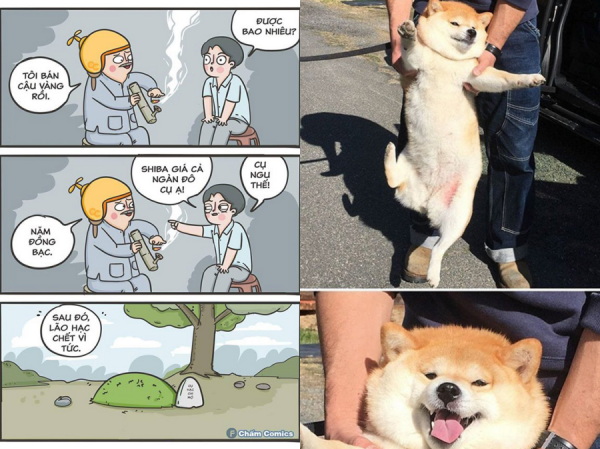 Các Các "thánh ảnh chế" tái xuất khi biết tin chú chó Shiba Inu được đóng vai "cậu Vàng"