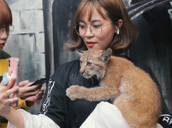 Streamer MisThy lặn lội xuống Biên Hòa để chơi đùa cùng với chú mèo Á - Âu cực hiếm Streamer MisThy lặn lội xuống Biên Hòa để chơi đùa cùng với chú mèo Á - Âu cực hiếm