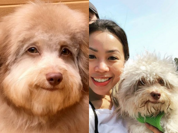 Chú chó Chú chó "mặt người" khiến cộng đồng mạng lầm tưởng là bức hình được chỉnh sửa