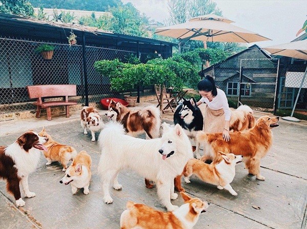 Quán cà phê gần 40 con chó hút khách ở Đà Lạt Quán cà phê gần 40 con chó hút khách ở Đà Lạt