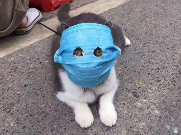 Ảnh chú mèo đeo khẩu trang giữa dịch virus corona gây bão mạng Ảnh chú mèo đeo khẩu trang giữa dịch virus corona gây bão mạng