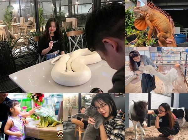 Quán cà phê TP.HCM cho khách check-in cùng kỳ nhông, chó Bull tiền tỷ Quán cà phê TP.HCM cho khách check-in cùng kỳ nhông, chó Bull tiền tỷ