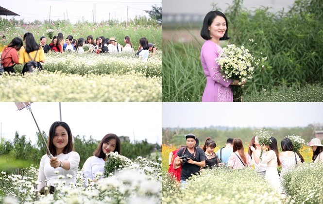 Giới trẻ Hà Nội chen nhau chụp ảnh cúc họa mi vào dịp cuối tuần Giới trẻ Hà Nội chen nhau chụp ảnh cúc họa mi vào dịp cuối tuần