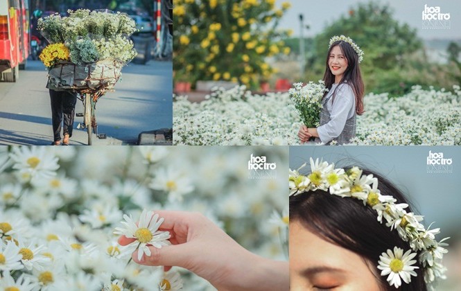 Đông chưa về, nhưng cúc họa mi đã len lỏi khắp phố phường Hà Nội! Đông chưa về, nhưng cúc họa mi đã len lỏi khắp phố phường Hà Nội!