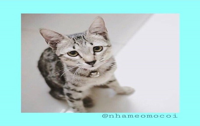 Nhà mèo mồ côi - Nhà mèo mồ côi - "mái ấm" trên Instagram cho những chú mèo hoang ở Sài Gòn