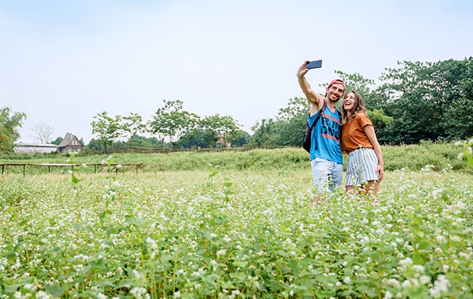 Vườn hoa Tam giác mạch trái mùa ngay tại Hà Nội Vườn hoa Tam giác mạch trái mùa ngay tại Hà Nội