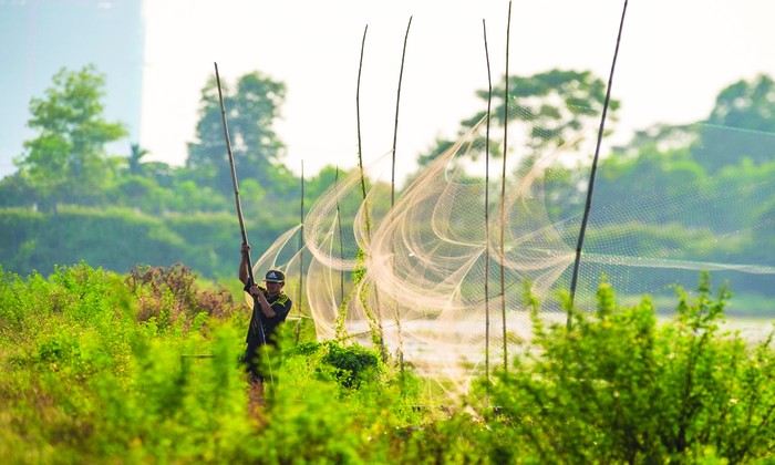 Giăng lưới mờ để bắt chim nước tại vùng đầm, ao hồ và bãi bồi ven sông tại xã Thuý Lĩnh, Hoàng Mai Ảnh: CCD 