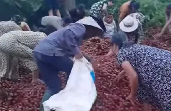 Hà Nội: Thực hư thông tin tranh nhau 'hôi vải' khi xe tải bị tai nạn giao thông