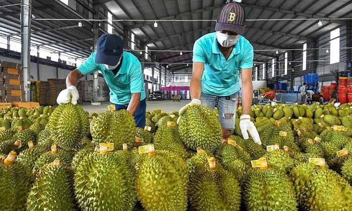 Sầu riêng Thái đi luồng xanh vào thẳng Trung Quốc, vì sao ‘vua trái cây’ Việt vẫn mãi loay hoay? 