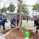 Hà Nội: Phát động mỗi giáo viên, học sinh trồng 1 cây xanh