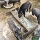 Lâm Đồng phát hiện ổ dịch tả lợn Châu Phi tại trang trại nuôi heo rừng lai 