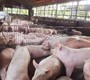 Giá thịt heo tăng cao kỷ lục, gấp đôi thời kỳ 'giải cứu' - ảnh 1