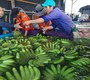 Việt Nam chi hơn 140 triệu USD nhập rau quả mỗi tháng - ảnh 3