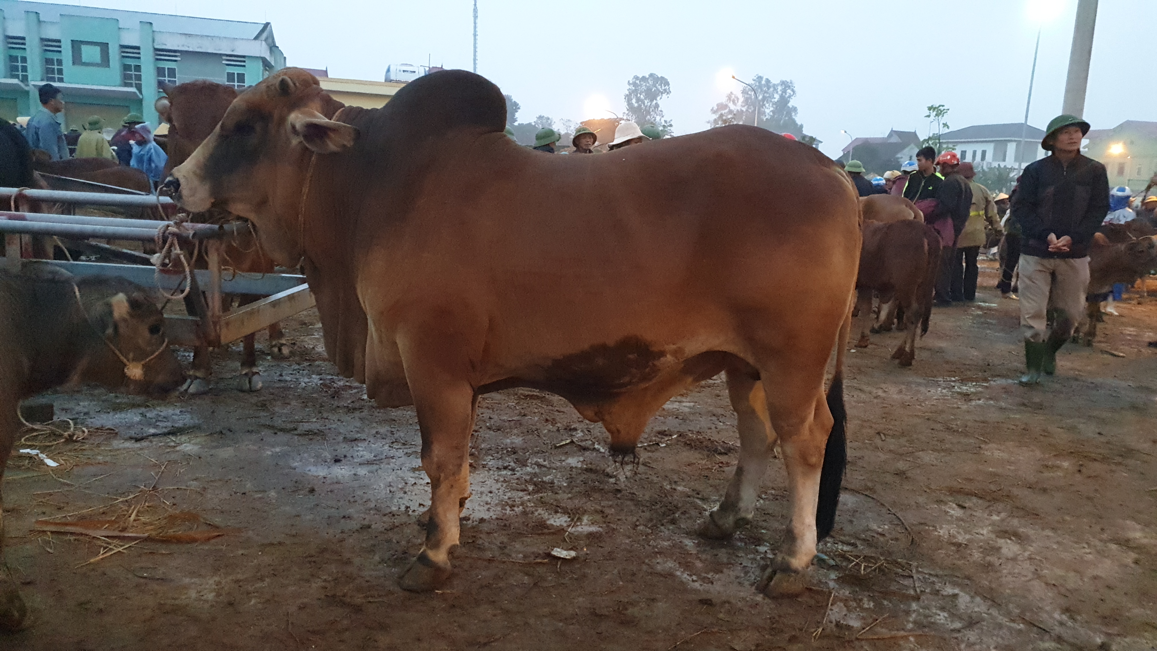 “Tất niên” phiên chợ trâu bò lớn nhất Bắc Trung Bộ - ảnh 6