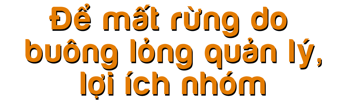 Rừng bị thảm sát, gỗ lậu về đâu? - ảnh 8