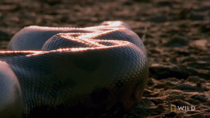 Trăn Anaconda: Quái vật khổng lồ đáng sợ nhất đầm lầy Amazon