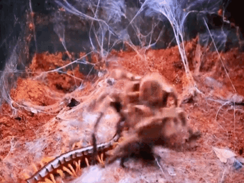 Rết khổng lồ Amazon chiến với nhện độc Tarantula, ai sẽ là kẻ chiến thắng ?