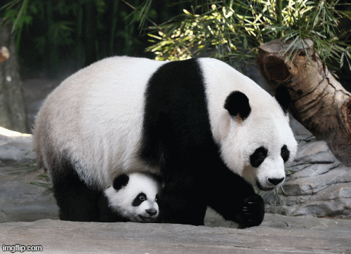 36 con gấu trúc mới sinh lần đầu lộ diện ở Trung Quốc VnExpress