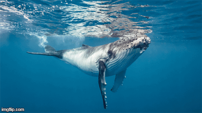 Tim cá voi được chia thành bao nhiêu ngăn?

