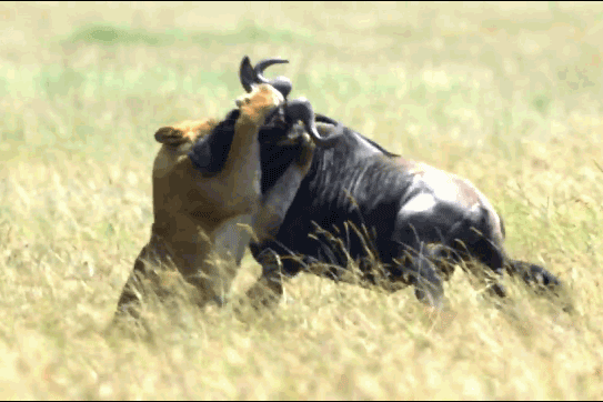 Sư tử 'đơn thương độc mã' hạ sát linh dương đầu bò 'khủng'