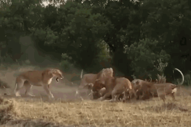 Những con sư tử cái tấn công sư tử đực.