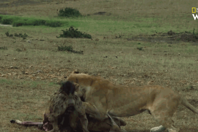 Sư tử tấn công linh cẩu để cướp mồi.