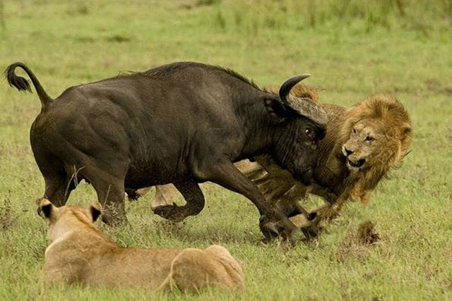 Trâu rừng liều mạng tấn công sư tử giải cứu đồng loại