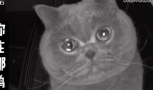 Con mèo gây ‘bão’ mạng vì nước mắt lưng tròng khi phải đón Tết một mình