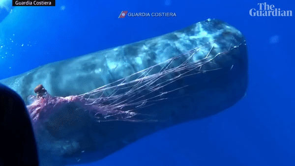 Thợ lặn vật lộn 48 giờ giải cứu cá voi nhà táng kẹt trong lưới đánh cá