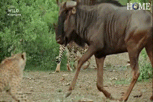 Linh dương đầu bò “đơn phương độc mã” đánh bật cả làng báo săn