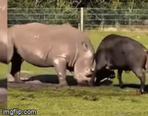 Tê giác khổng lồ trúng cú húc tử thần của trâu đực hung hăng