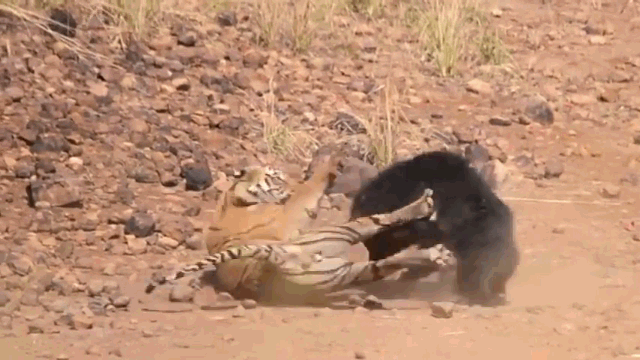 Gấu lợn mẹ tử chiến với hổ để bảo vệ con và cái kết 
