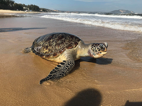 Rùa biển trong danh sách đỏ chết nghi do mắc bẫy khi vào bờ đẻ 