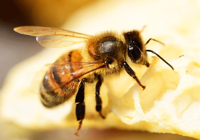 Ong là loài động vật làm việc không biết mệt mỏi 