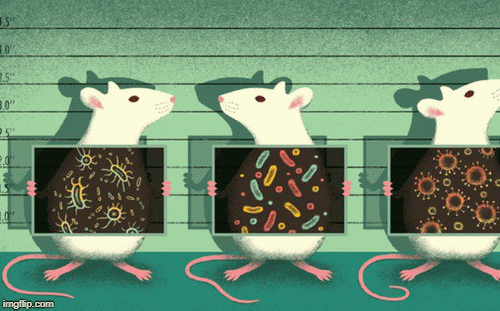 1001 thắc mắc:Vì sao nhà khoa học thường dùng chuột làm thí nghiệm?