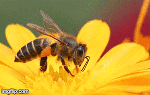 1001 thắc mắc: Cần bao nhiêu bông hoa mới làm đầy túi mật ong?