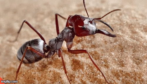 Kiến điên Tawny sống ở đâu, loài kiến nào hung tợn nhất hành tinh?