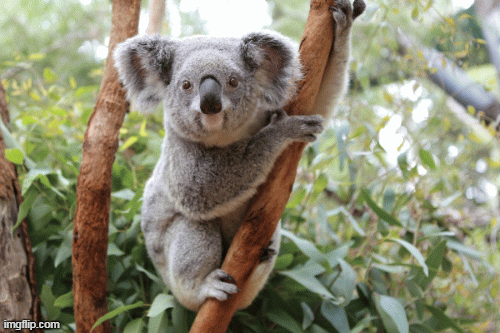 Vì sao gấu Koala tu nước \'ừng ực\' dù trước đây chẳng hề uống nước?