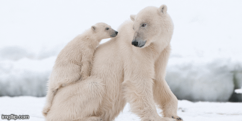 1001 thắc mắc: Bí mật gì sau bộ lông của gấu Bắc Cực?