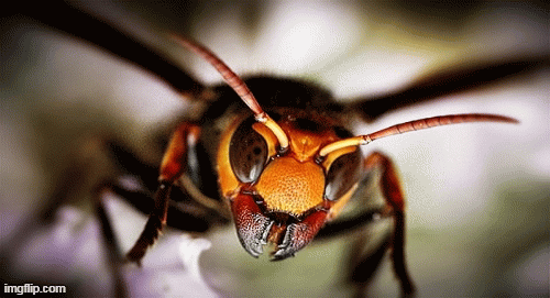 1001 thắc mắc: Ong bắp cày khủng khiếp thế nào, sao không đốt người vào mùa thu?