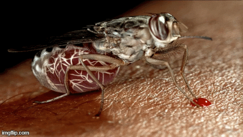 1001 thắc mắc: Loài ruồi nào nguy hiểm nhất hành tinh?