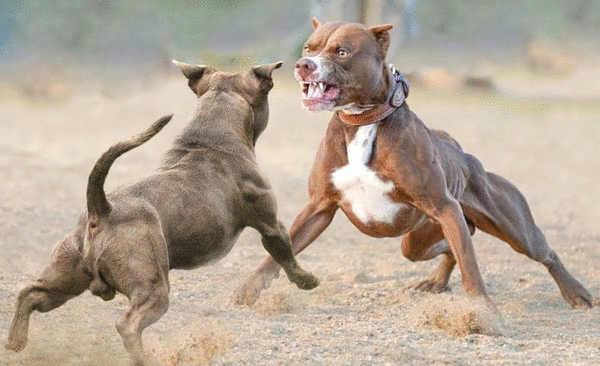 Cảm nhận sức mạnh của loài chó Pitbull trên hình ảnh. Chúng to lớn, mạnh mẽ và tràn đầy nhiệt huyết. Xem chúng vui chơi và chơi đùa trên hình ảnh, bạn sẽ phải thốt lên \