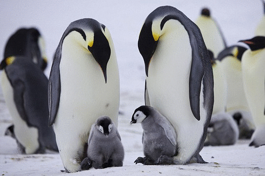 1001 thắc mắc: Vì sao lông chim cánh cụt không bao giờ bị đông đá? 