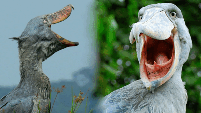 Lạ lùng loài chim hậu duệ của khủng long, thích ăn thịt cá sấu
