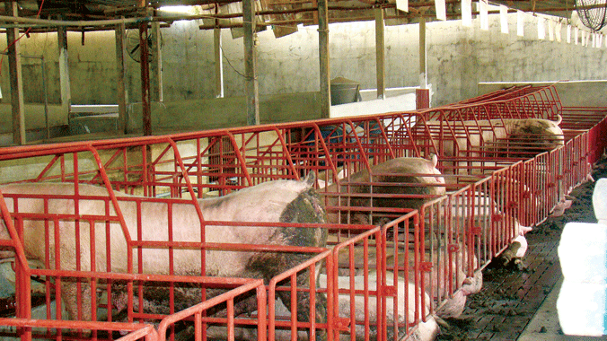 Một trại nuôi lợn ở huyện Trảng Bom, Đồng Nai