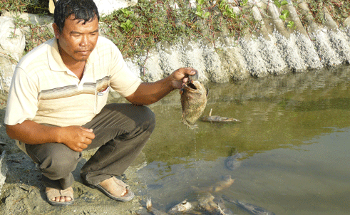 Cá chết hàng loạt do ô nhiễm nguồn nước từ đầm Thủy Triều? Ảnh: Internet