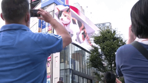 Mèo 3D khổng lồ cử động như thật gây &apos;sốt&apos; tại ga Tokyo