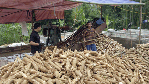 Sắn trở thành cây tỷ đô. 